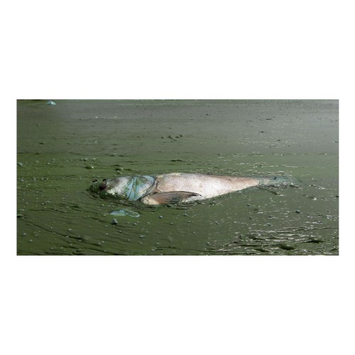 Extinction Process VII