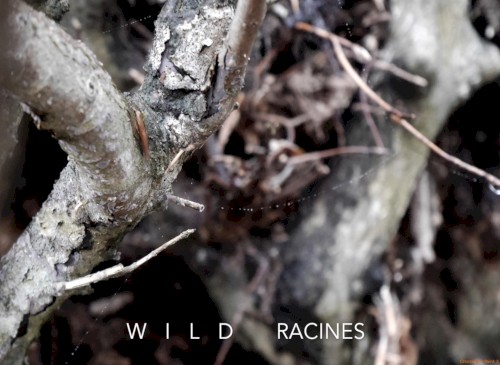Racines