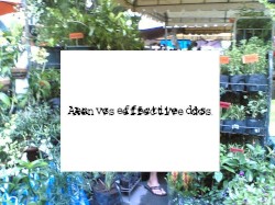 Aen VS effective dose LIVE 2010 9