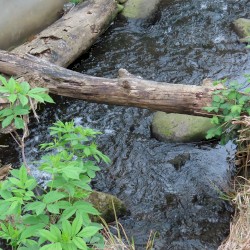 Horse Creek (Bothell, WA)