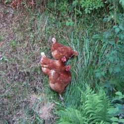 Three Hens