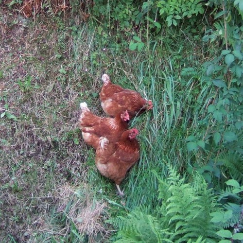 Three Hens