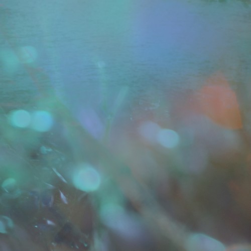Between Wings and Water