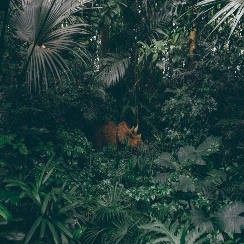 Jungle Beats