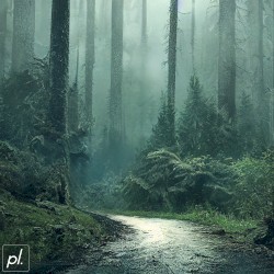 rainforest