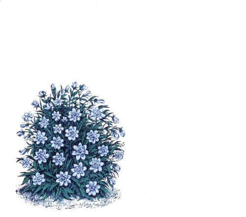 Flora