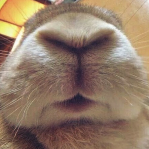 go eat a carrot ugly