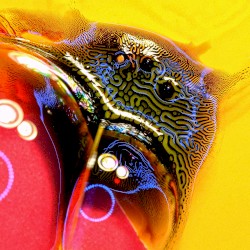 Dolphin