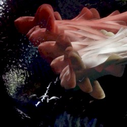 Guilty Possession of a Nervous System