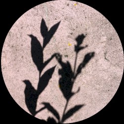 MOA053