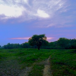 The World Tree