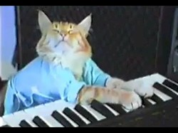 Cool Cat