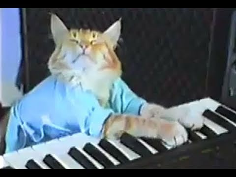 Cool Cat