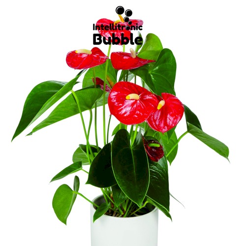 Anthurium 001