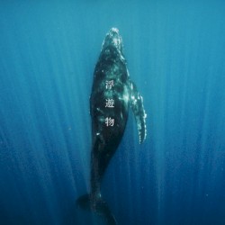 浮遊物