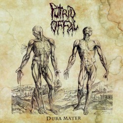 Dura Mater