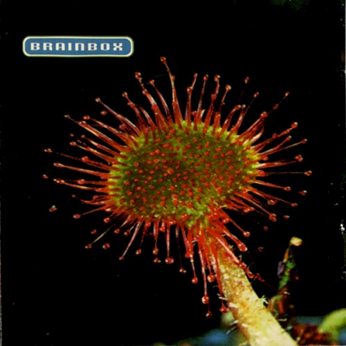 Primordia