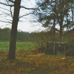 Bird Calls
