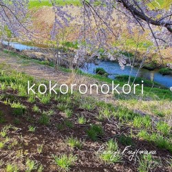 kokoronokori