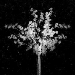 Wither