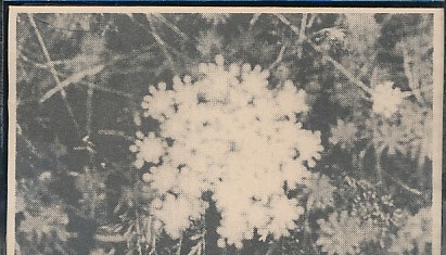 The Music of Her Sleep / Towards the Enfolding Flower