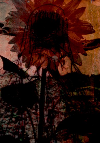 Falling Down the Rabbit Hole