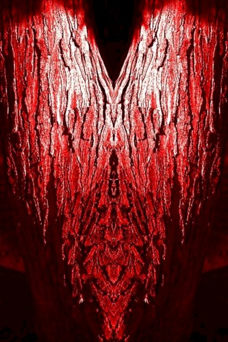 Amor seu bellum