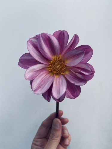 Dahlias Blooming