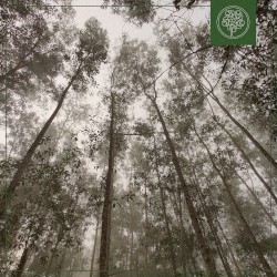 Eucalyptus