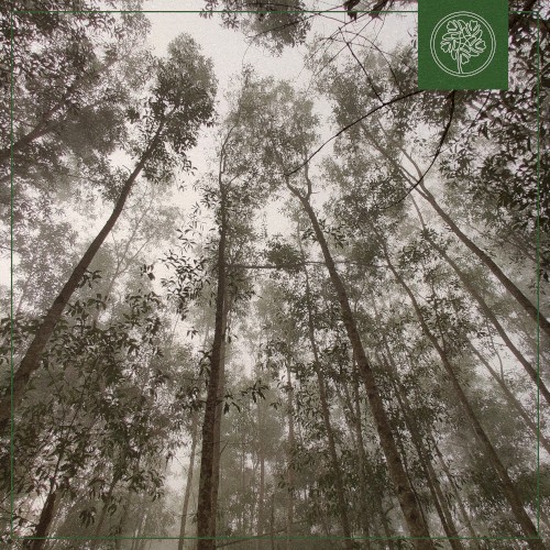 Eucalyptus