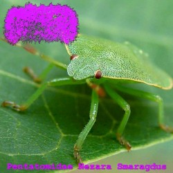 Pentatomidae Nezara Smaragdus
