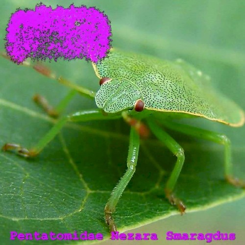 Pentatomidae Nezara Smaragdus