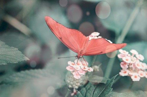 wie ein Schmetterling im Netz gefangen
