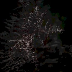A Second Fern