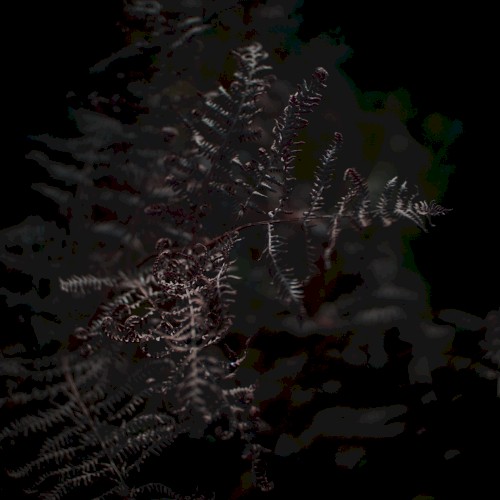 A Second Fern