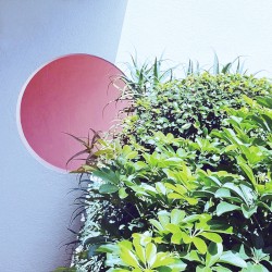 シオン
