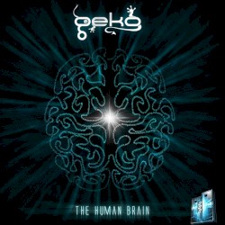 The Human Brain