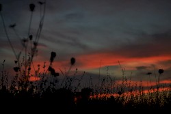 Wishing Skies