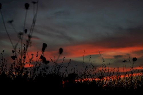 Wishing Skies