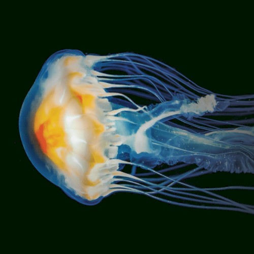 Jellyfish (Méduse Nocturne)