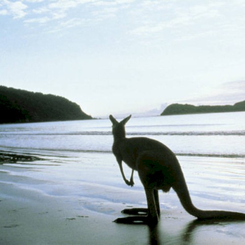 Kangaroo