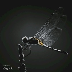 Organic