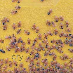 Cry