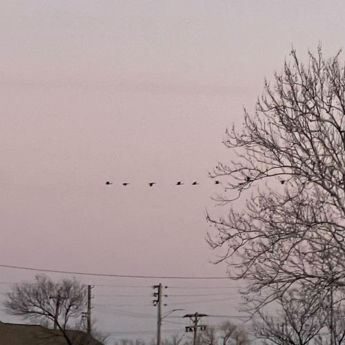 BiRDS