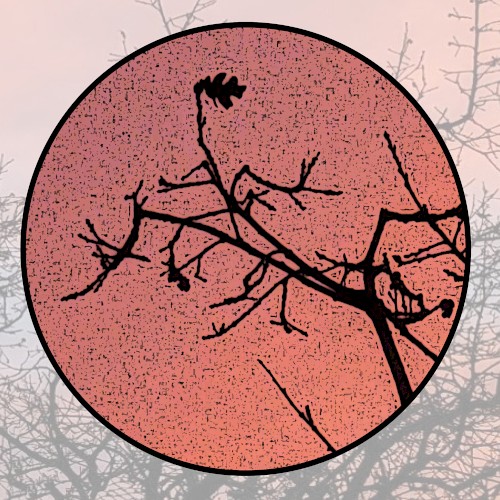 Moonlit Missive #98: 'The Wondrous Stubborn Lyre'