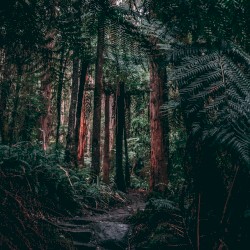 Redwoods