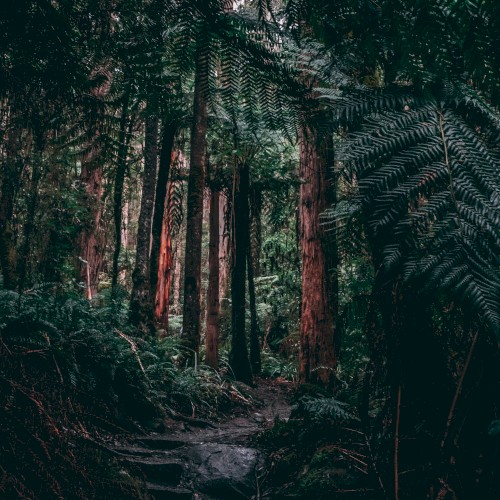 Redwoods