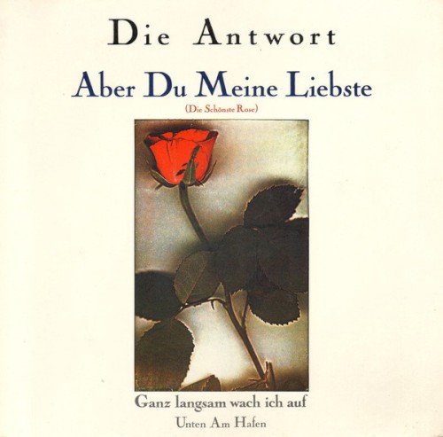 Aber du meine Liebste (Die schönste Rose)
