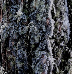 Jää / Jég