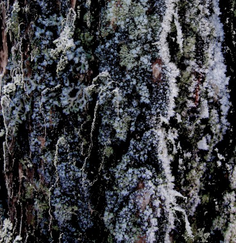 Jää / Jég